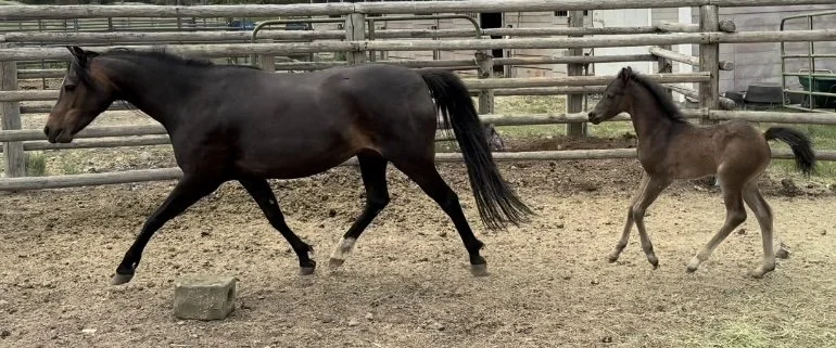 Fayth with 2025 Colt, Evans Shenron