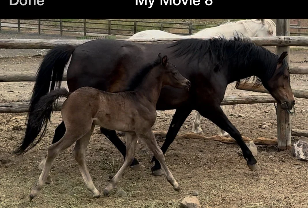 Fayth with 2025 colt Evans Shenron