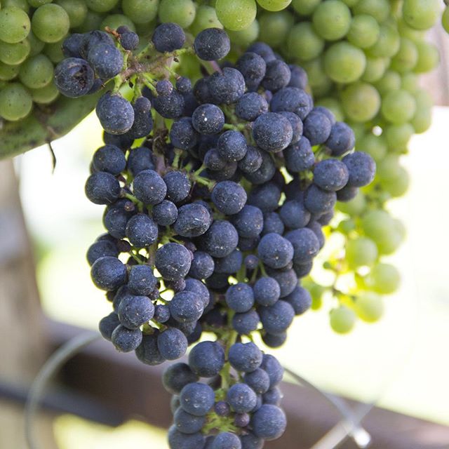 Only in Virginia can one watch Civil War reenactors simultaneously drill and drink fancy wine at a vineyard. Highly recommended. Link in profile. #wine #winetasting #winery #virginiawine #virginia #civilwar #reenactment #reenacting #reenactor #stonewalljackson