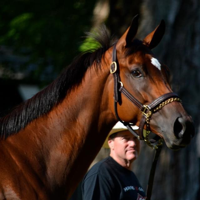 This is Havre de Grace, the morning before she beat the boys in the 2011 Woodward. Today, another great racehorse takes to the track at #Saratoga. Are you watching? Link in profile. #horse #horseracing #horses #americanpharoah #travers #saratogasprings #saratogaracetrack