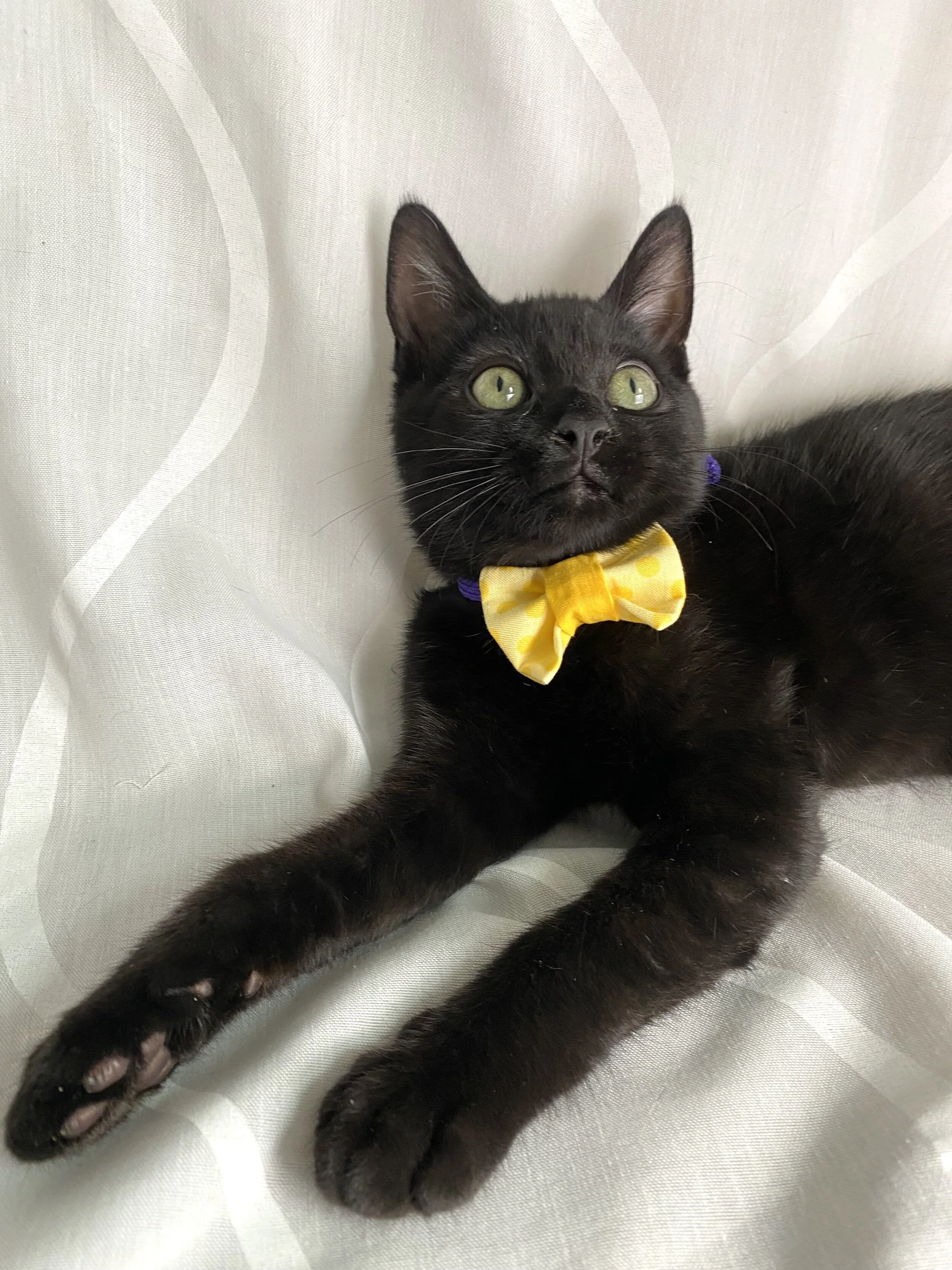 Here comes the sun bow tie 1.JPG