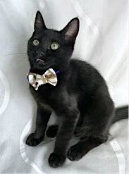 Harvey Milk Professor 2.JPG