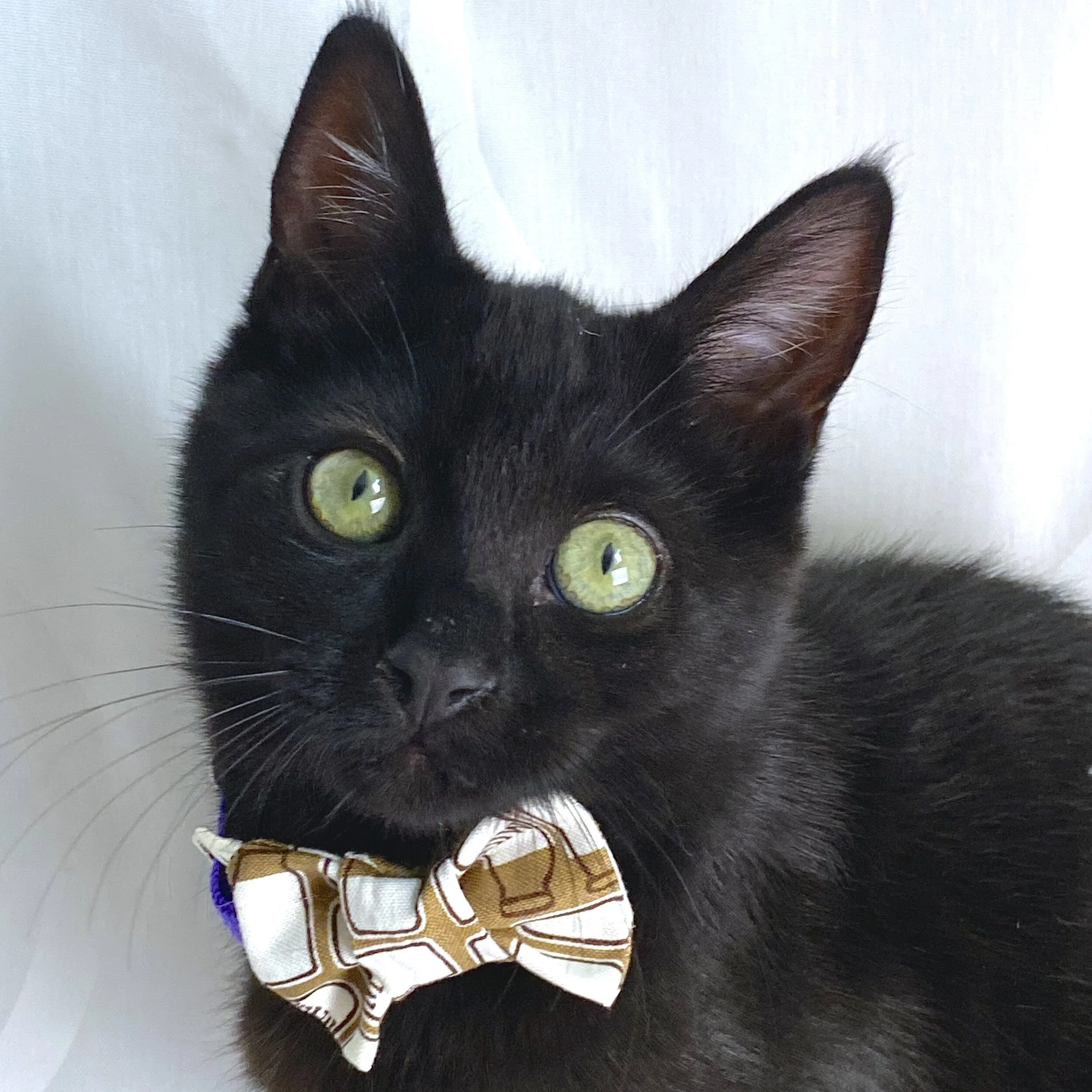 Harvey Milk Professor.JPG