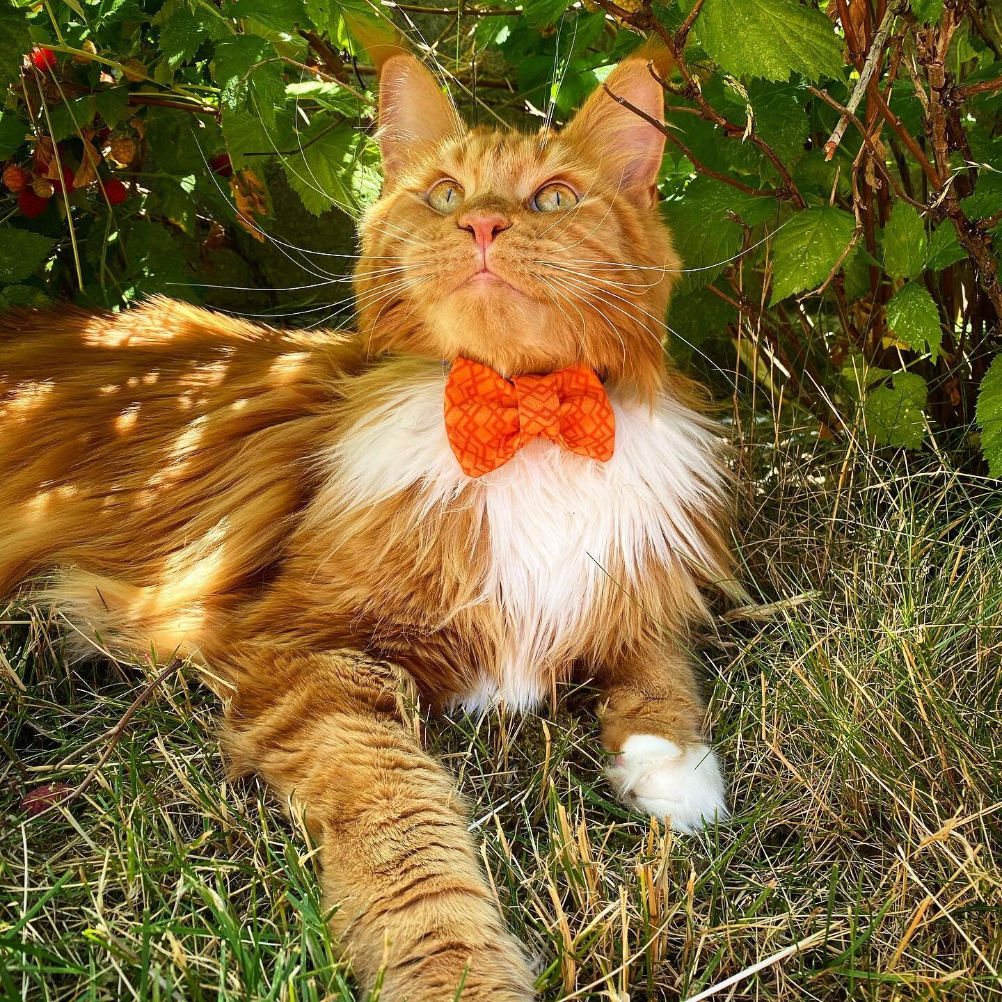 Albert is so happy in his #businesscatual #catbowtie 🐈 #mainecoon #cat