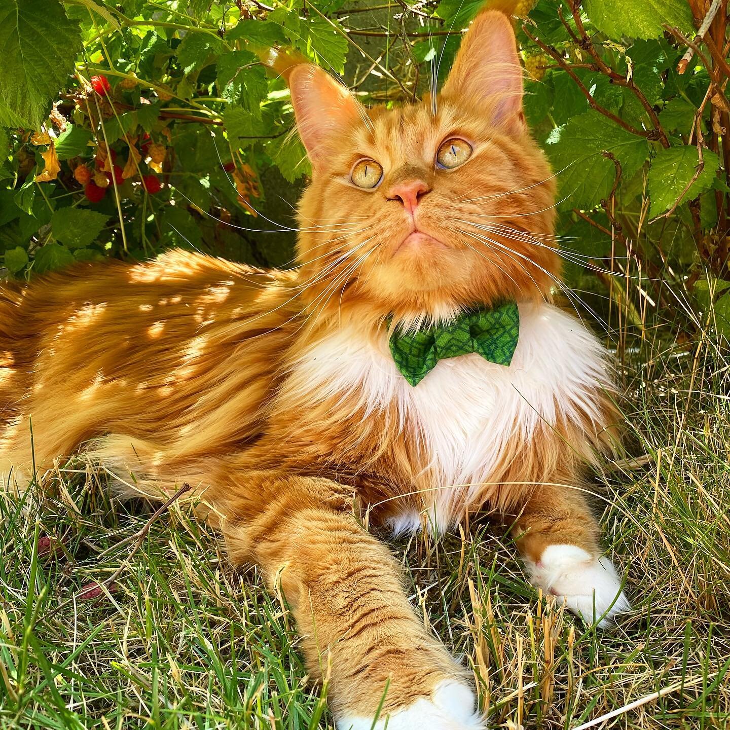 Ever wondered if your #businesscatual #catbowtie will get lost in your cats long fur? Albert is a #mainecoon who looks very dapper in the green argyle bow tie 🐈 it definitely pops 💥