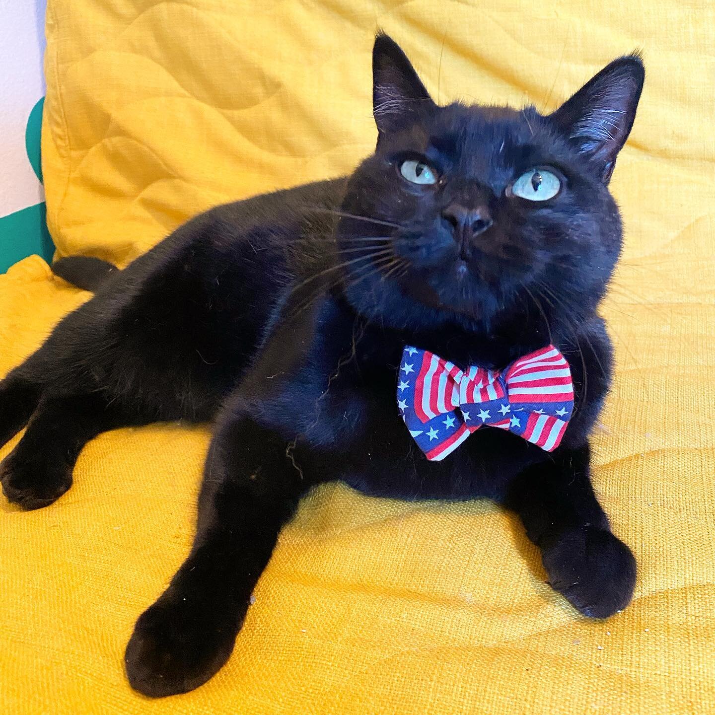 Professor says &ldquo;mom do I have to model this bow tie? I hate fireworks&rdquo; Don&rsquo;t forget that some pets are terrified of fireworks this 4th of July. Leave some music on and keep the windows closed to help them!