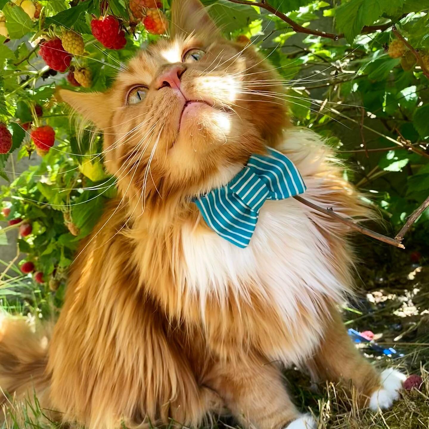 What a goofball #mainecoon Albert is wearing The Beach Vibes #businesscatual #catbowtie