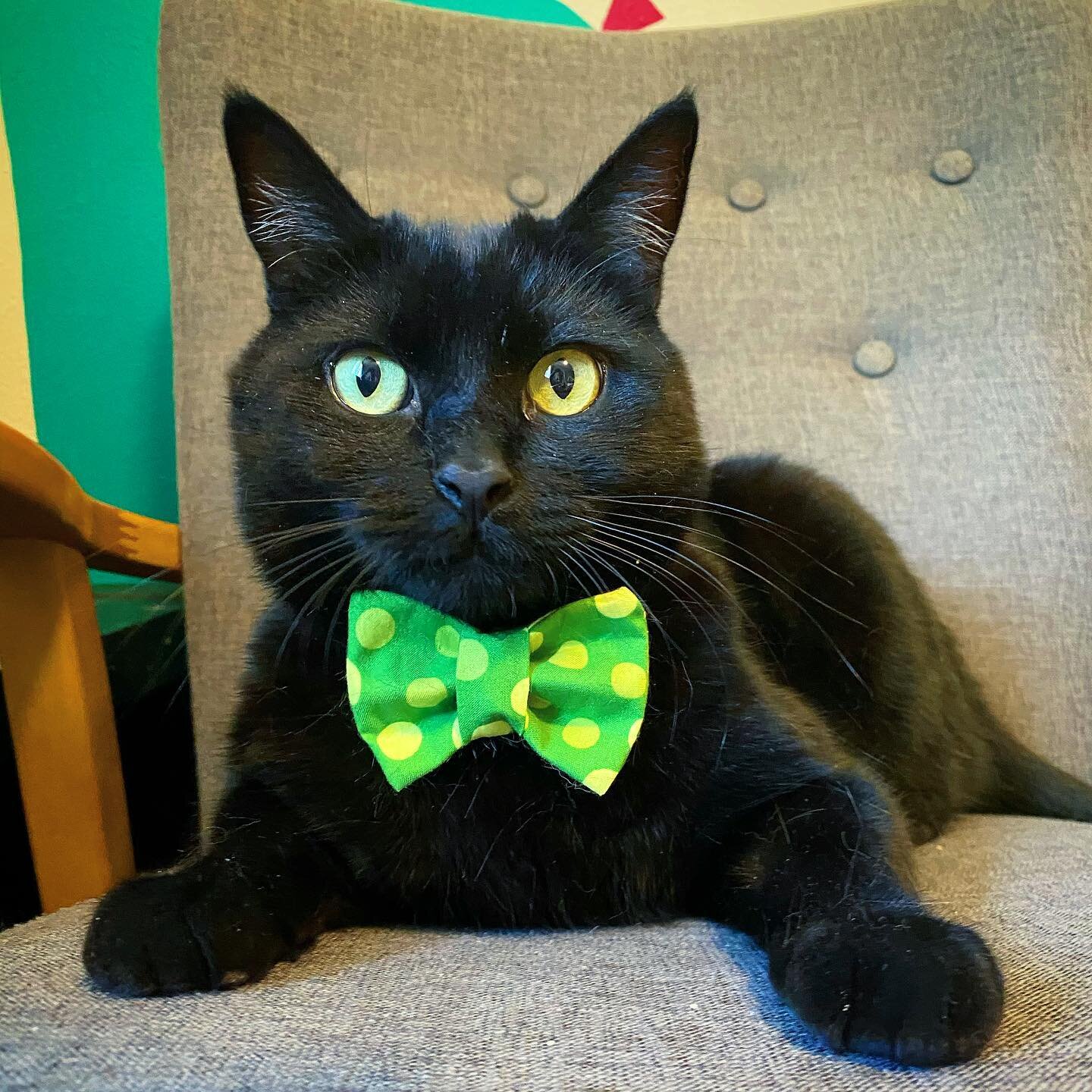 Professor modeling The Springtime #catbowtie from #businesscatual now available in the shop! 🐈&zwj;⬛ #cat #blackcat #dapper