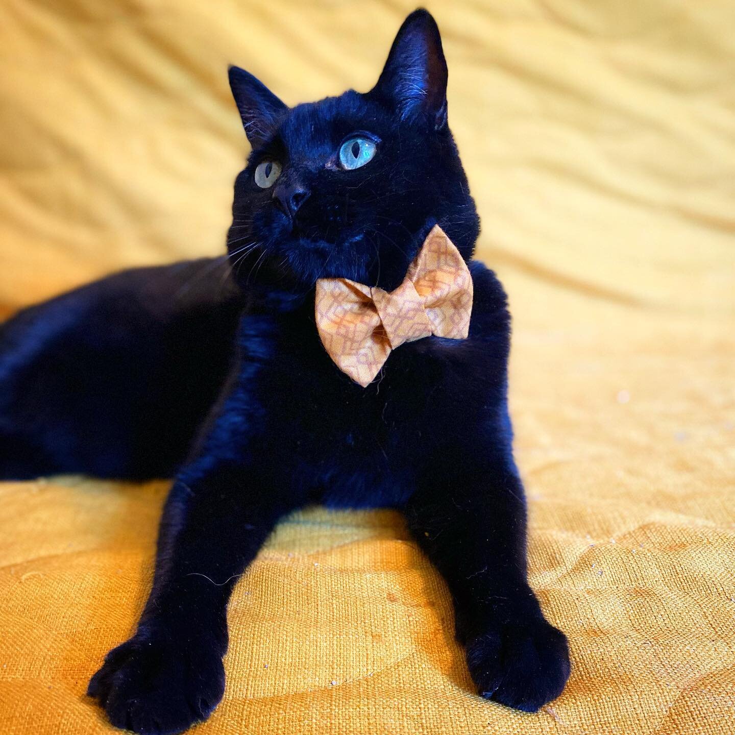 I think Professor knows he looks good. #businesscatual #catbowtie #cat #blackcat