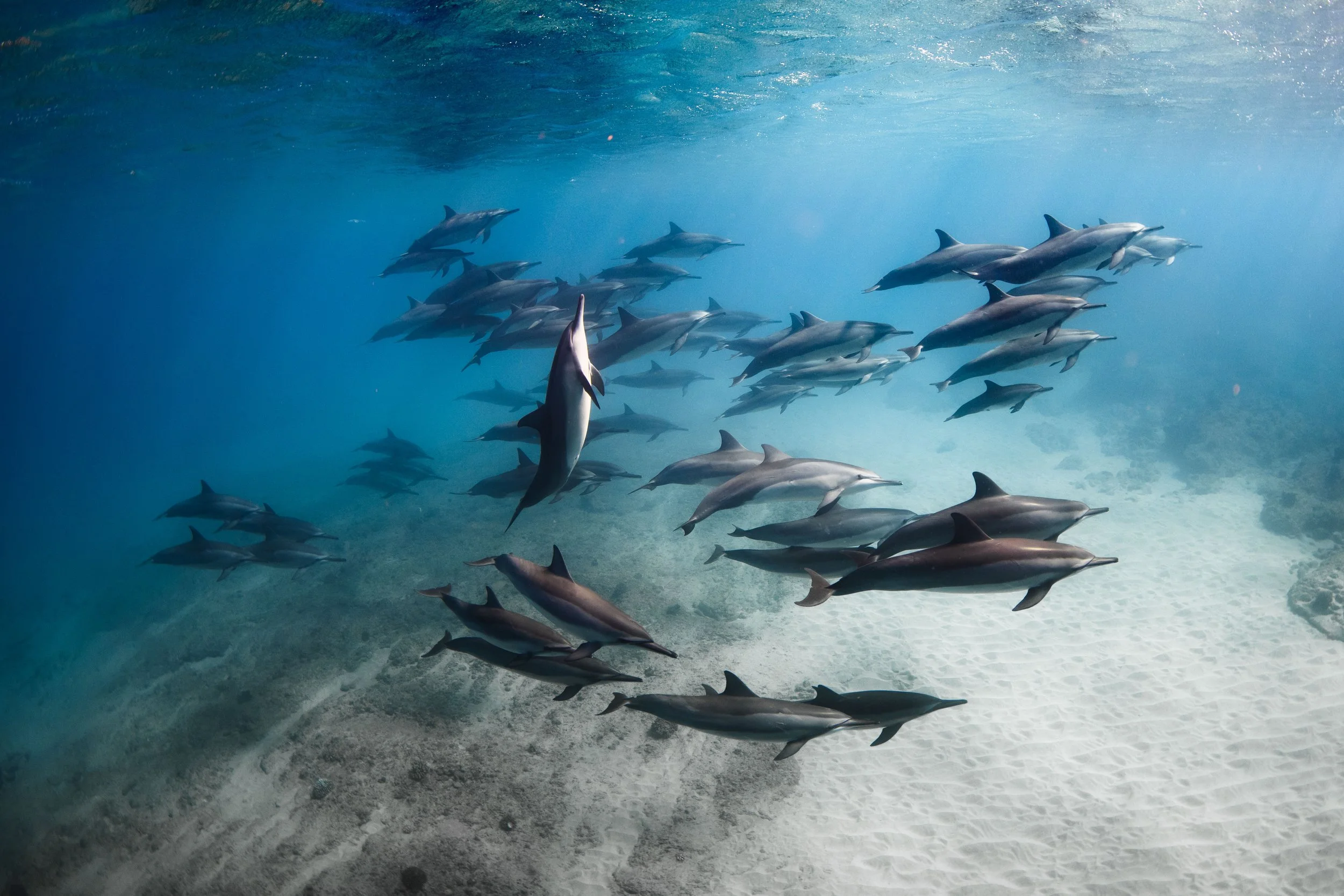 School of dolphins swimming underwater in clear blue water.