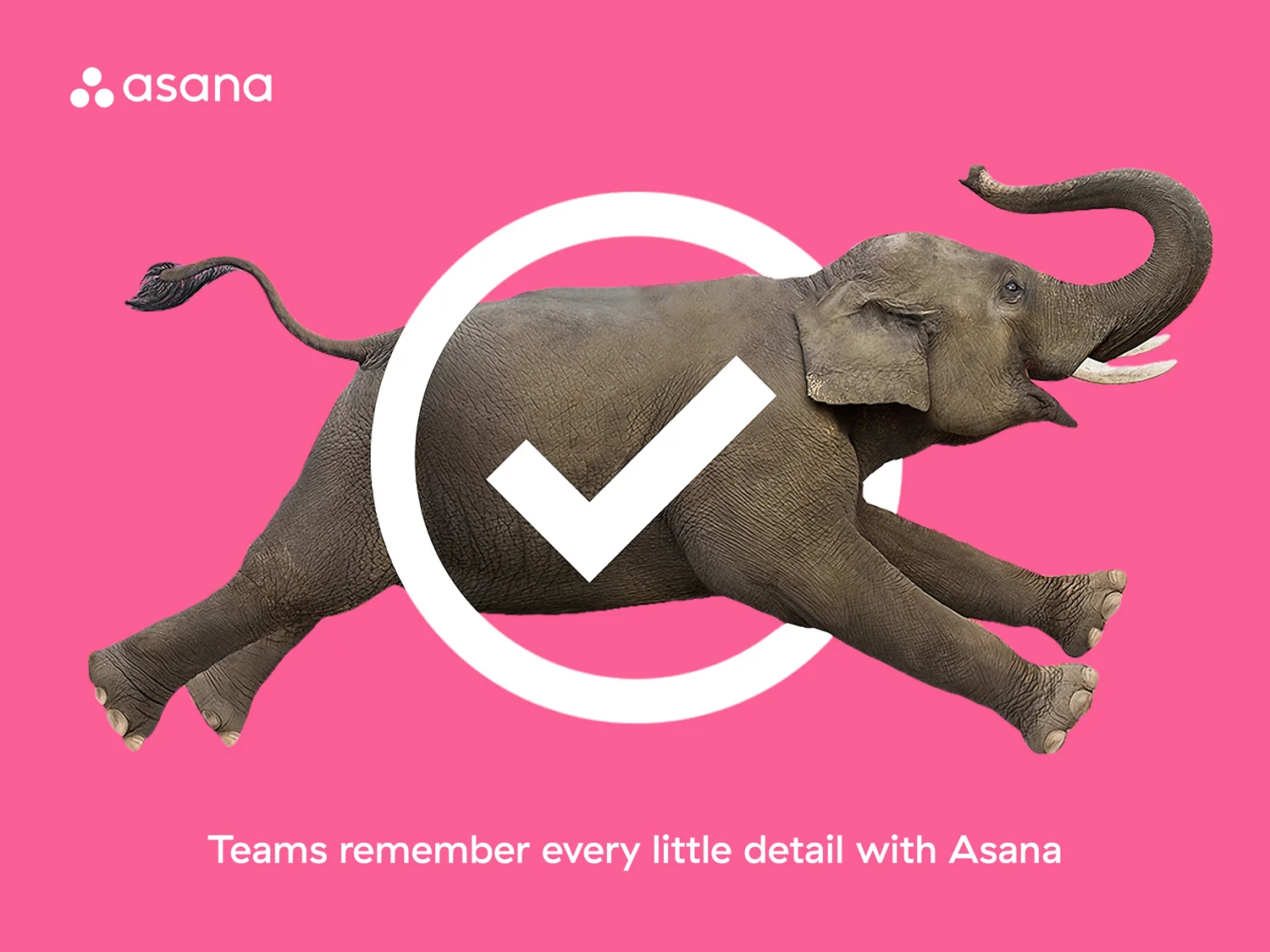 Elephant.jpg
