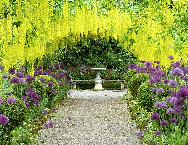 rosemary_verey_laburnum_walk_-_Google_Search.png