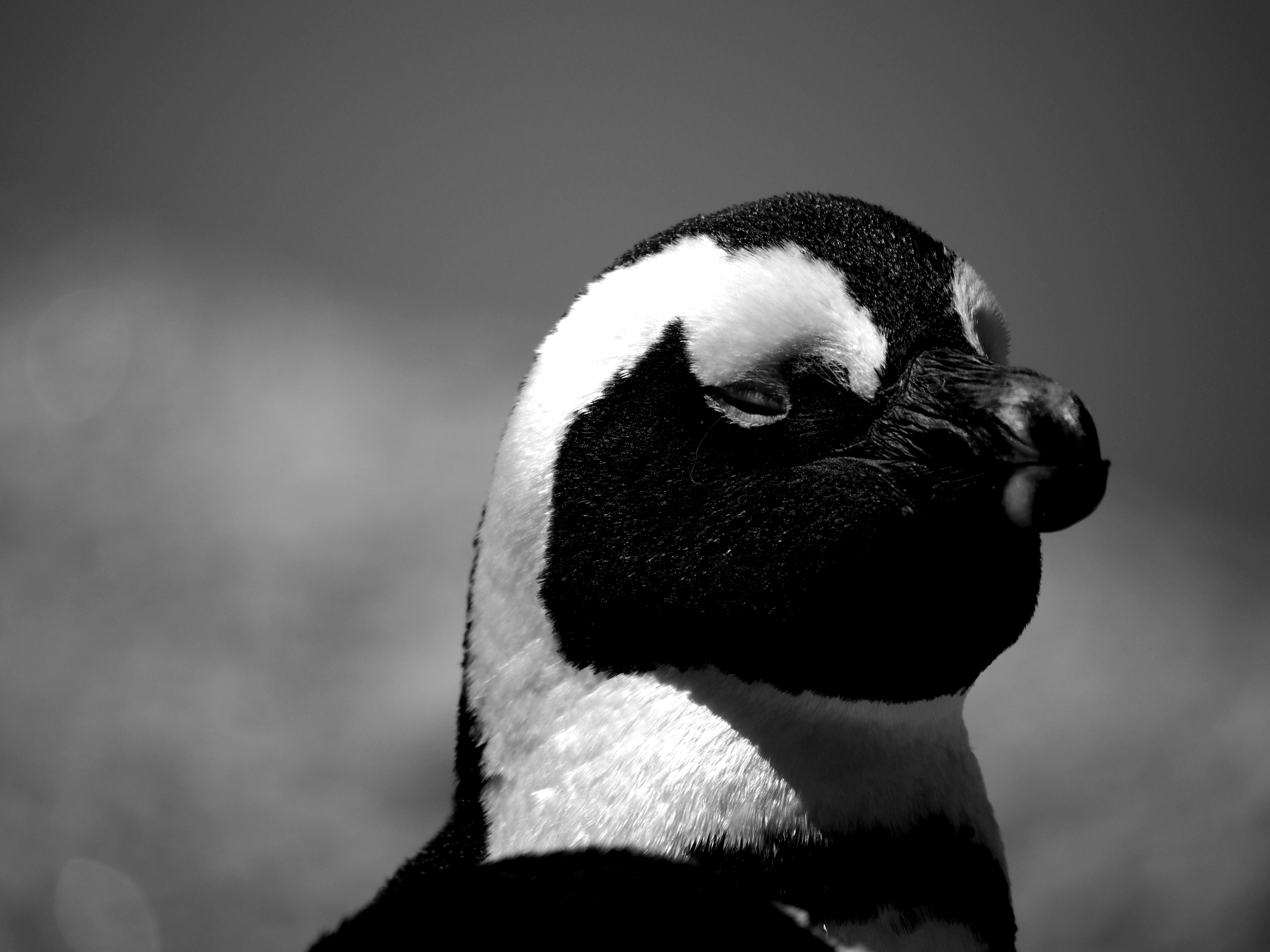 300mm - 1/3200 Sec - f 5.6 - ISO 200