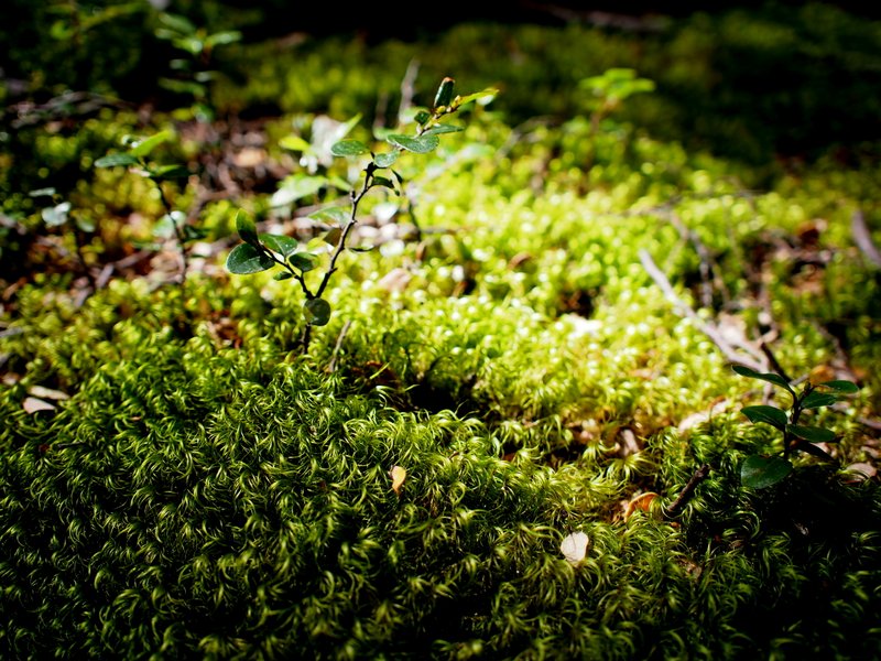 Green lichen everywhere