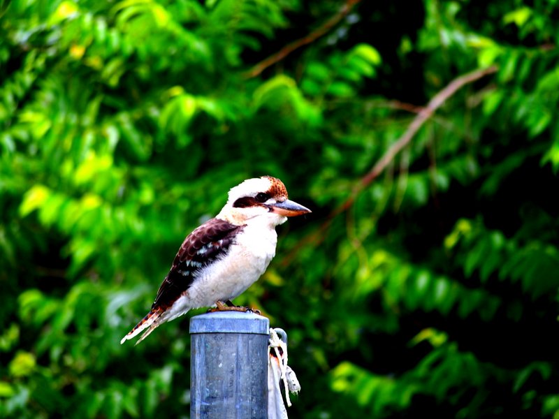 Our favourite bird, the Kookaburra 