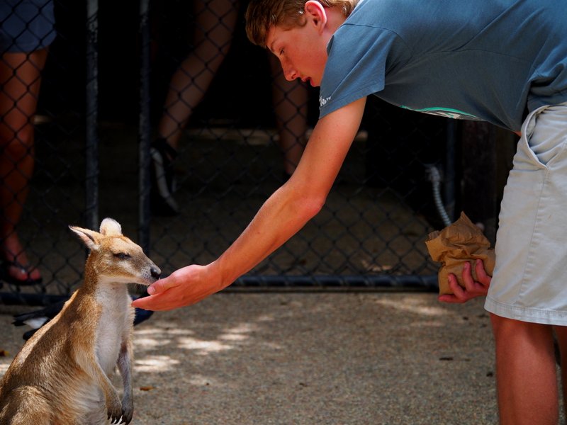 Peter feeding a roo