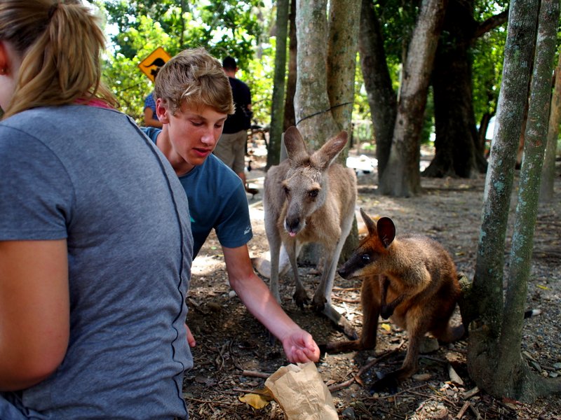 A comparison of a roo and a bee