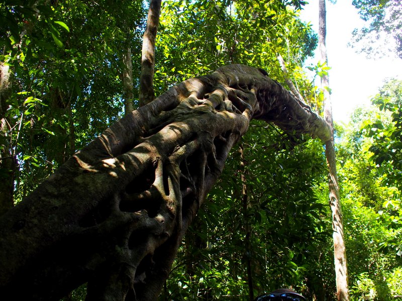 Large strangler fig 