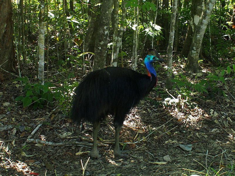 The cassowary 