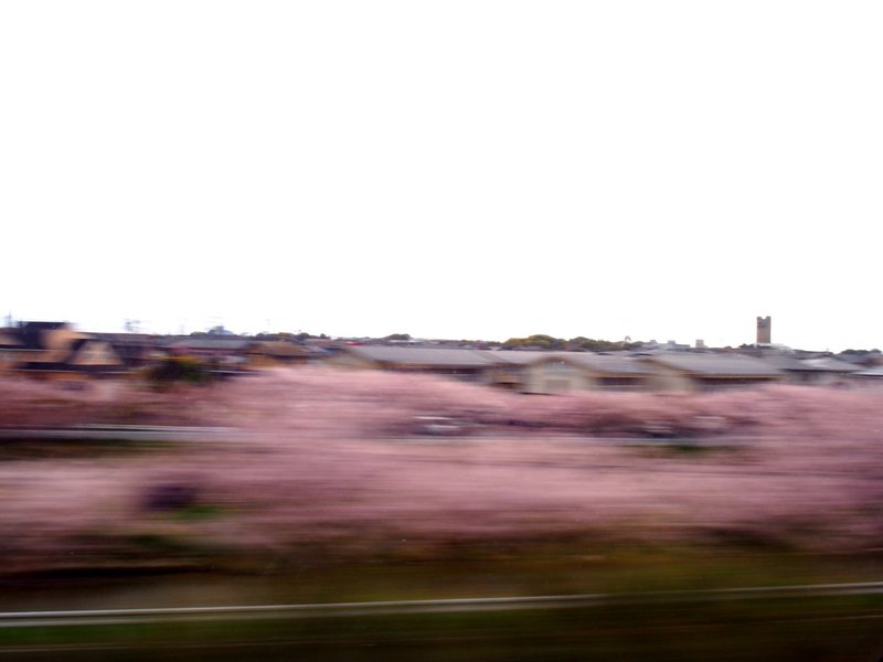 Cherry blossoms at 200MPH