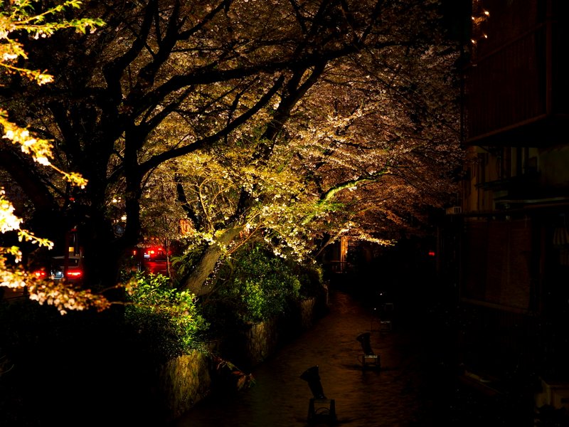 My shot of cherries overhanging the canal