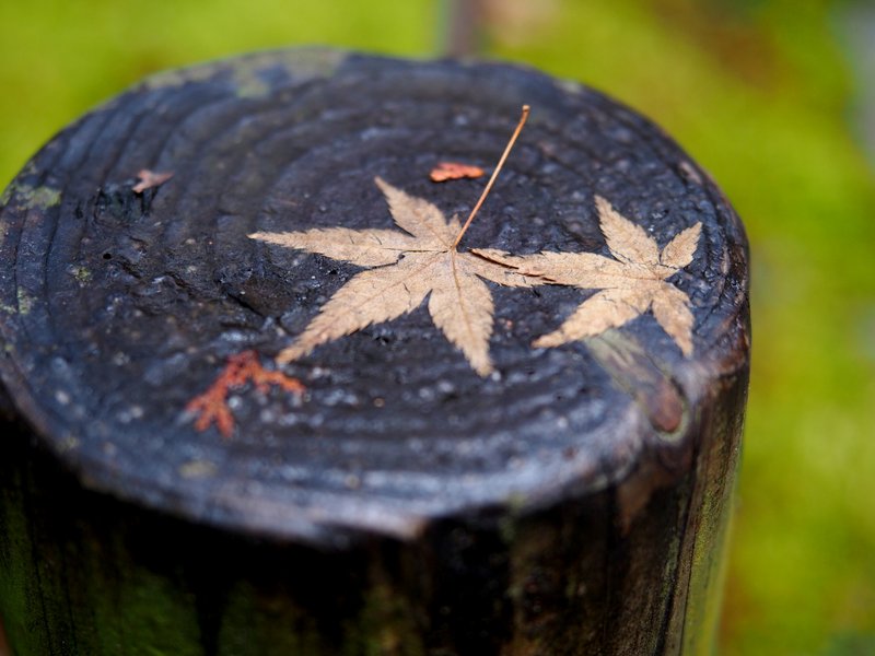 Cool maple leaf my and dad and I spotted!