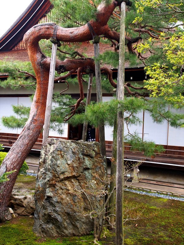 It takes a 7 year apprenticeship to learn how to stake these trees to bend for a horizontal effect. 