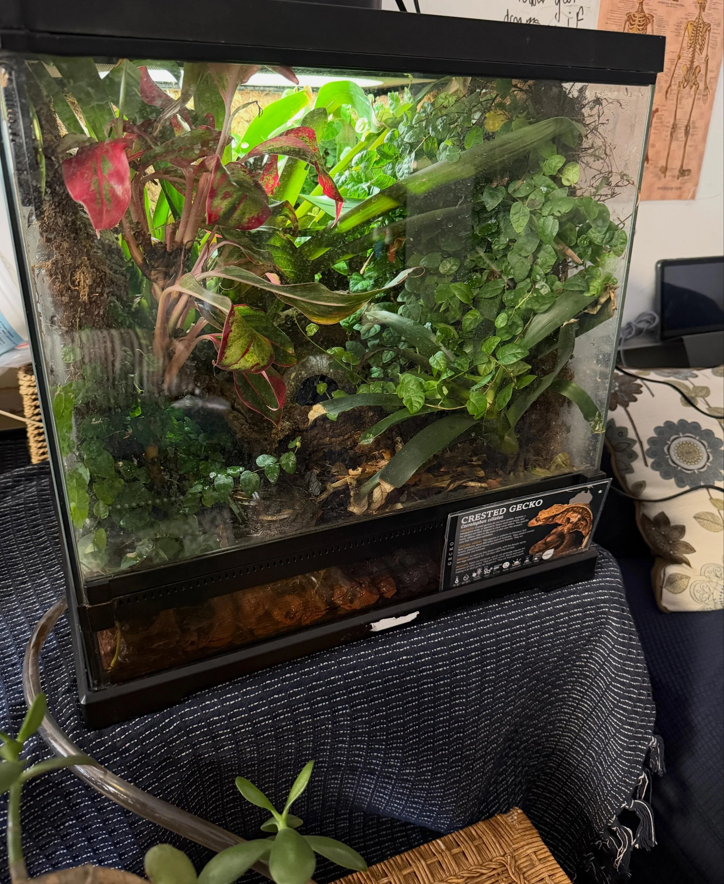 Meet the newest member of the Go West team, Orange Juice the (maybe mythical) crested gecko. Who will be the first to spot him? 🦎 #gowest #gowestcamps #adventureswaits #crestedgecko #whereareyou