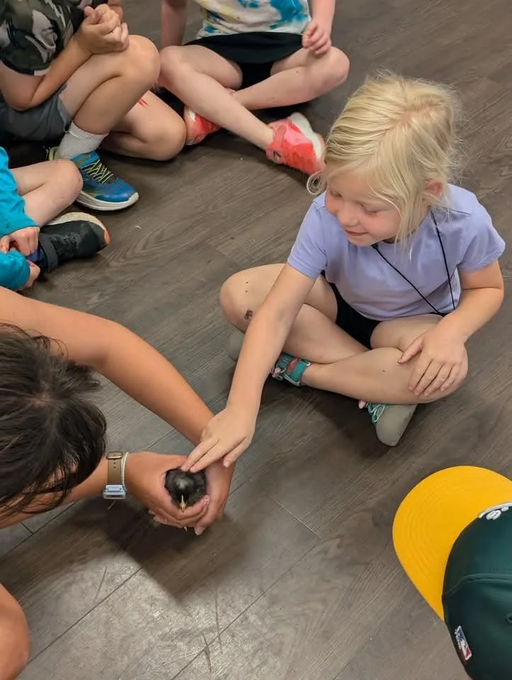Why did the chicken cross the road? To get to Go West Camps! 🐥 #gowestcamps #adventureawaits #summercamp #farmandgarden