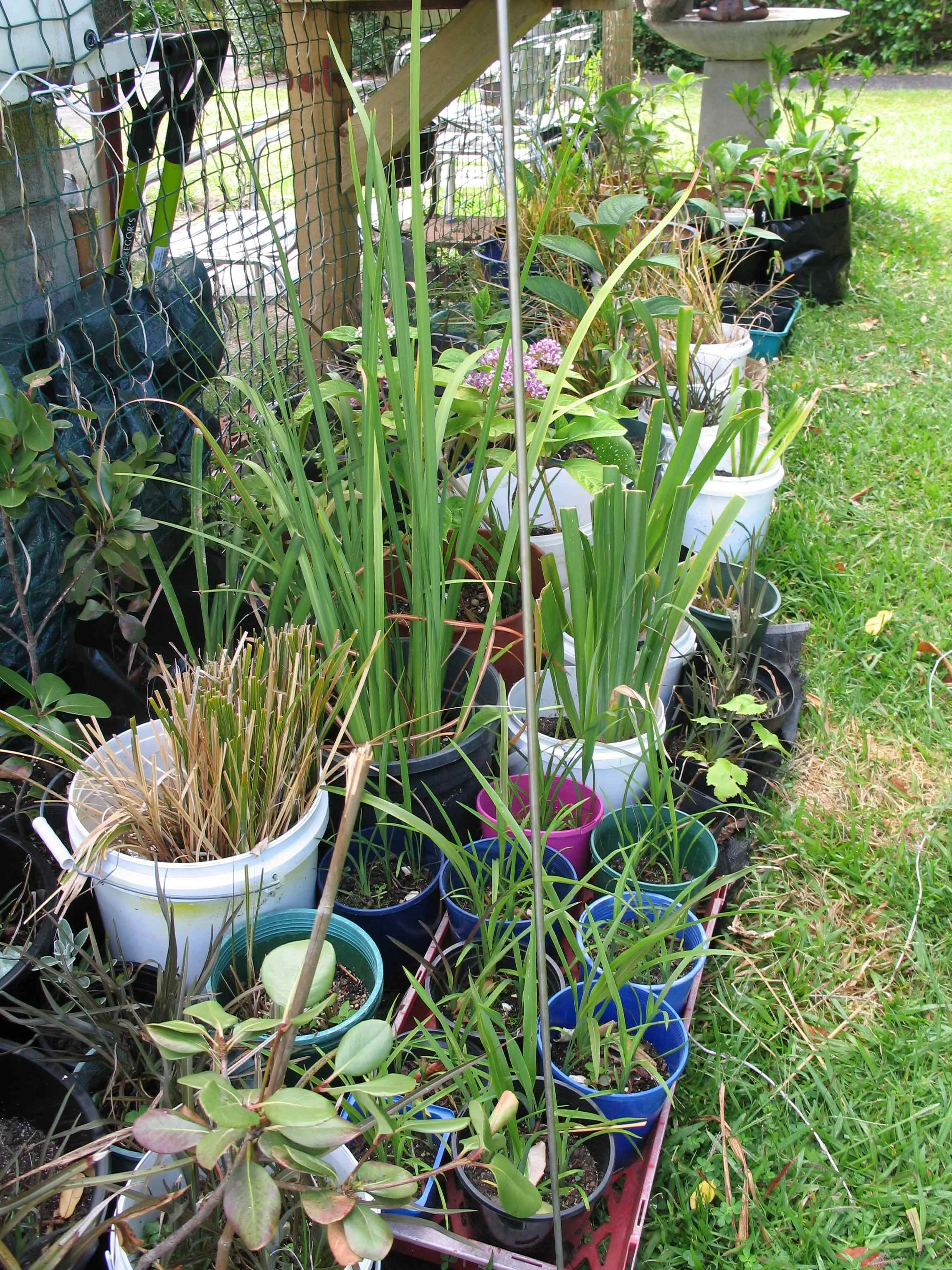 A mix of dietes, flaxes, Indian hawthorn that I grew from tiny seedlings I found in a park, brachyglottis and dichroa (a form of hydrangea) cuttings. These are just a few of the plants I have in my nursery waiting to go into my new garden.