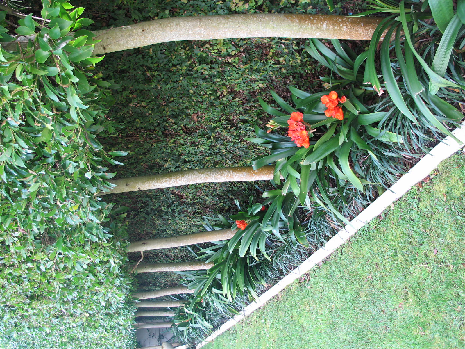 Clivia provide winter colour and Ficus pimula covers fences behind pleached trees