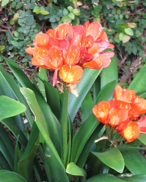 Clivia hybrid.