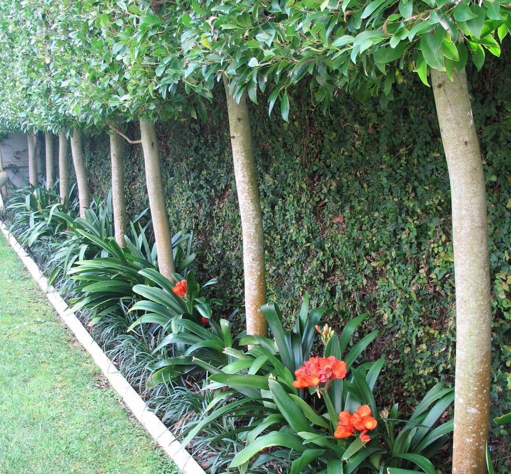   Clivia provide winter colour and Ficus pimula covers fences behind pleached trees  