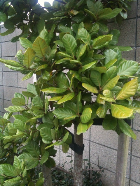 Beautiful leathery stongly veined leaves.