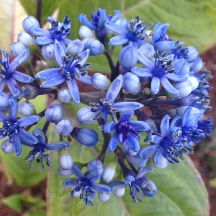 Dichroa, an evergreen hydrangea I grew from cuttings, planted in the shadier areas of the garden
