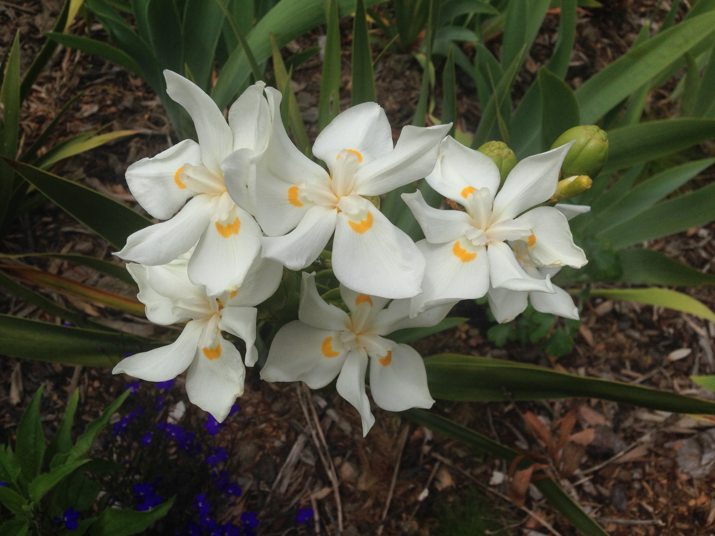 Dietes robinsoniana love the north facing slope at the top of the garden. This perennial seems to do well in the maritime climate of Waiheke Island. 