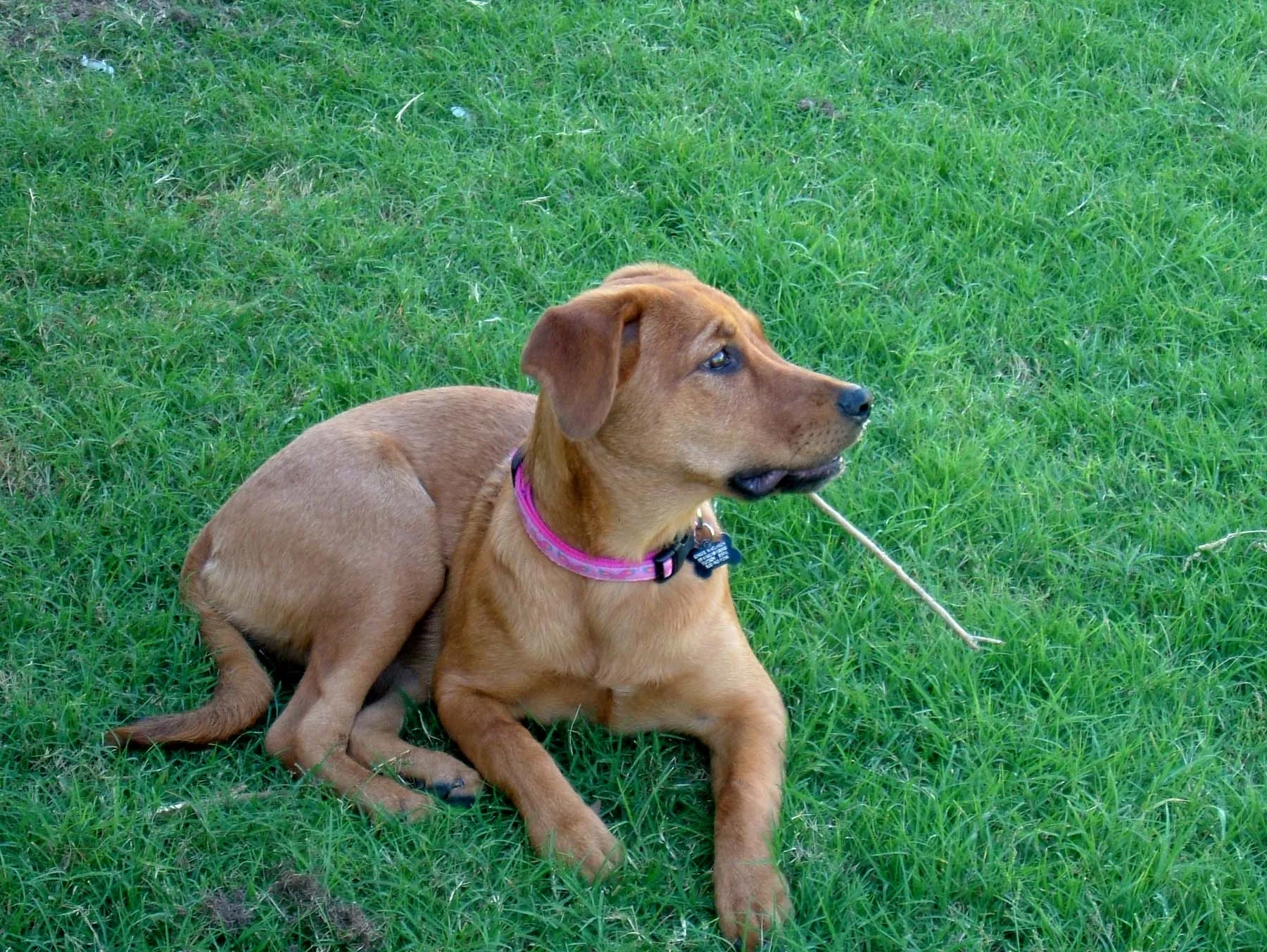 Ginger in September 2008