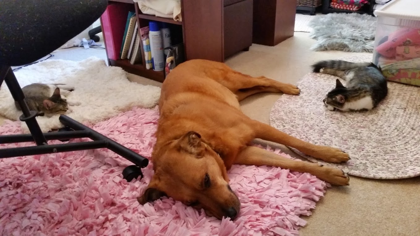 Everyone has their own napping mat!
