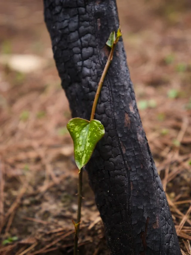 The Greening Grace of God