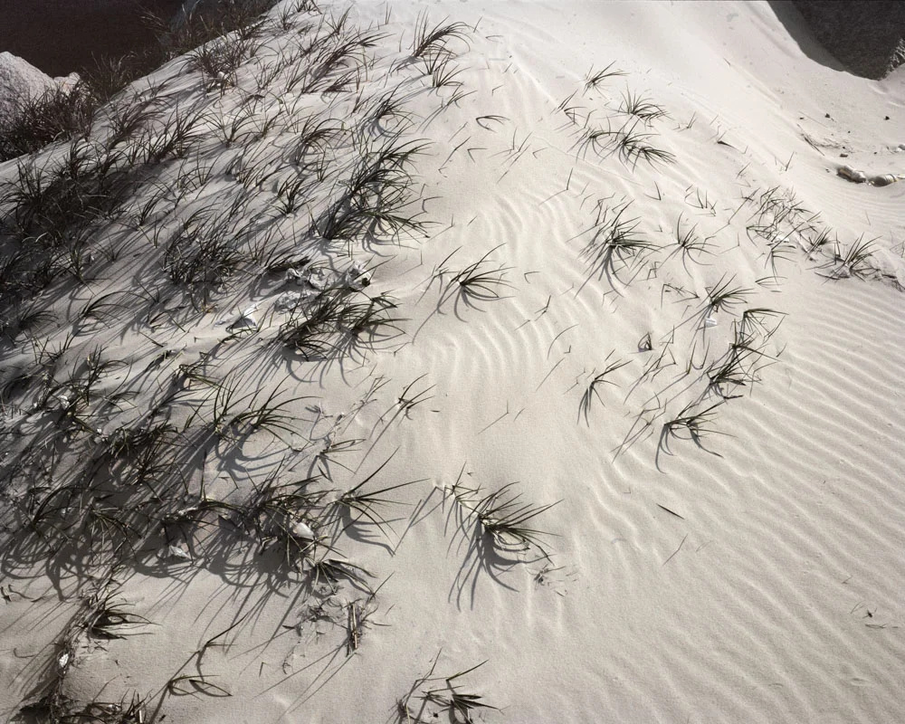 grass on sand 2.jpg