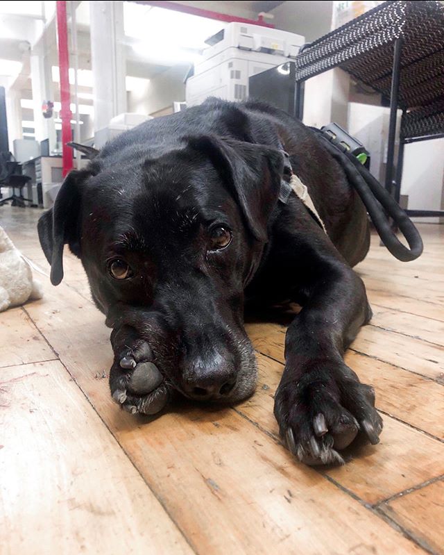 Did you know that forceMAJEURE is a dog friendly office? We have two resident office pups, Kodak and Betty! 🐾 #CreativeAgency #StudioLife #DogFriendly #PetFriendly #GraphicDesign