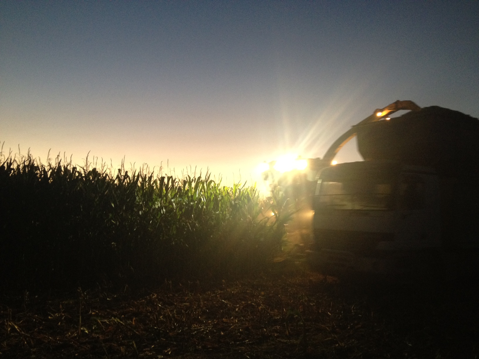 maize harvest by night.jpg