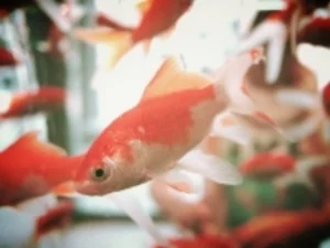 goldfish-178579_640.jpg