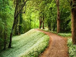 forest_path1.jpg