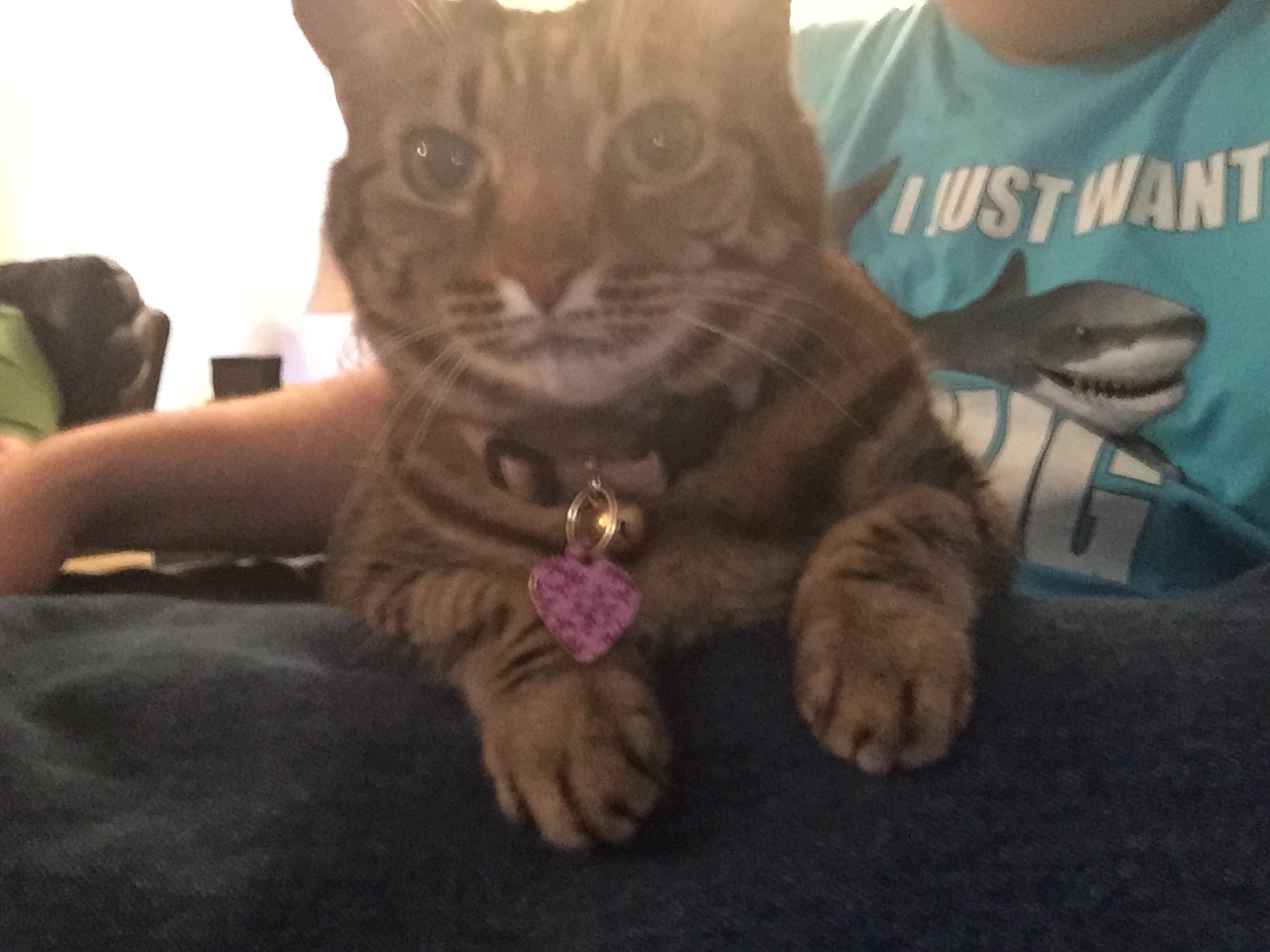 The t-shirt, not the cat