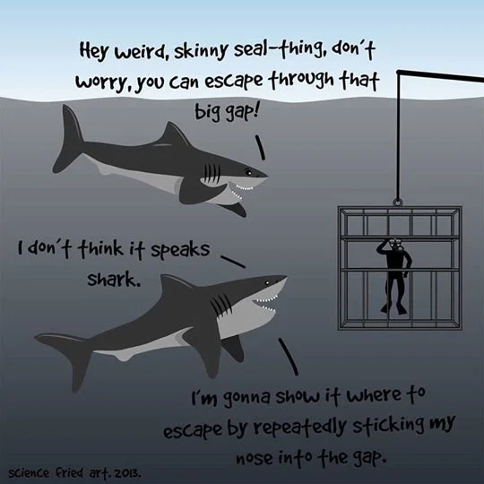 Sharks conferring about how to rescue a diver from the horrible confinement of that cage he's stuck in