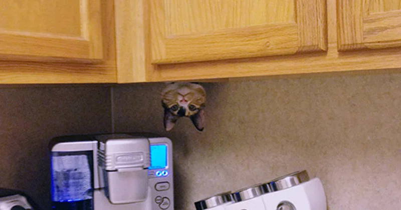 Somehow this little guy got into the kitchen cabinets, and is hanging UPSIDE DOWN out the bottom of one. Hysterical!
