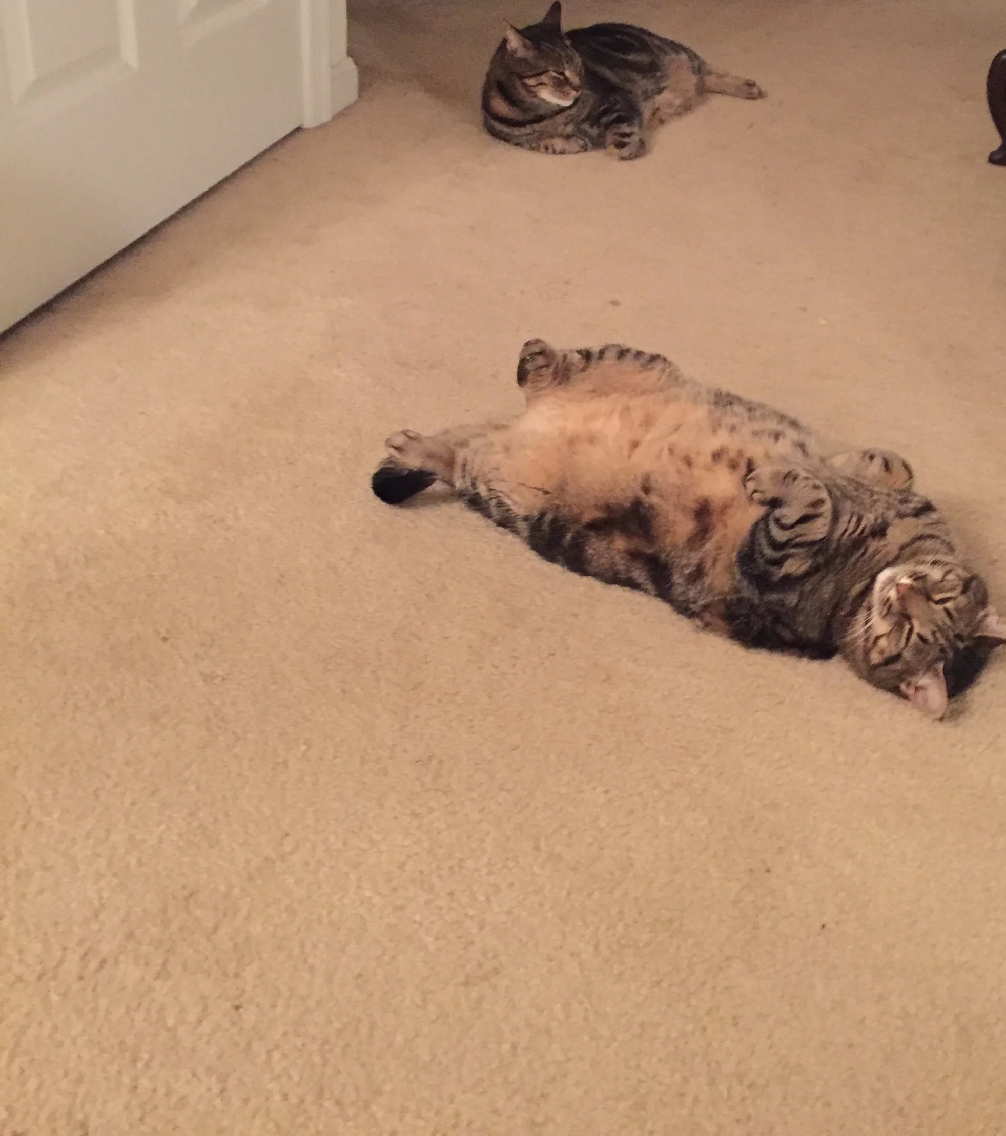 Yang looks tired, but Yin, on her back, is really showing her sleepy best. THAT is some prize quality laying about.