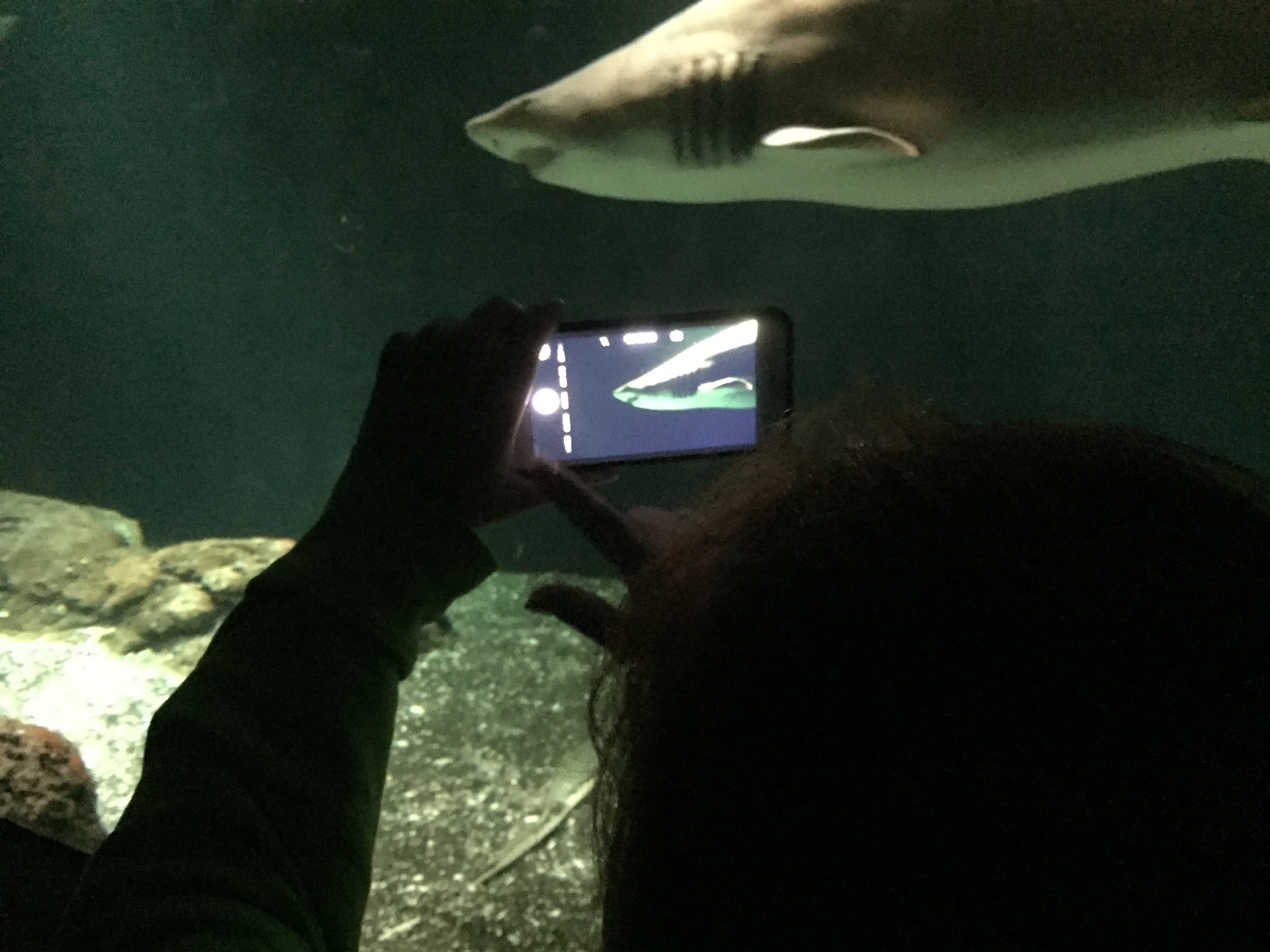 Here's my picture, of Missy taking a picture, of a shark.