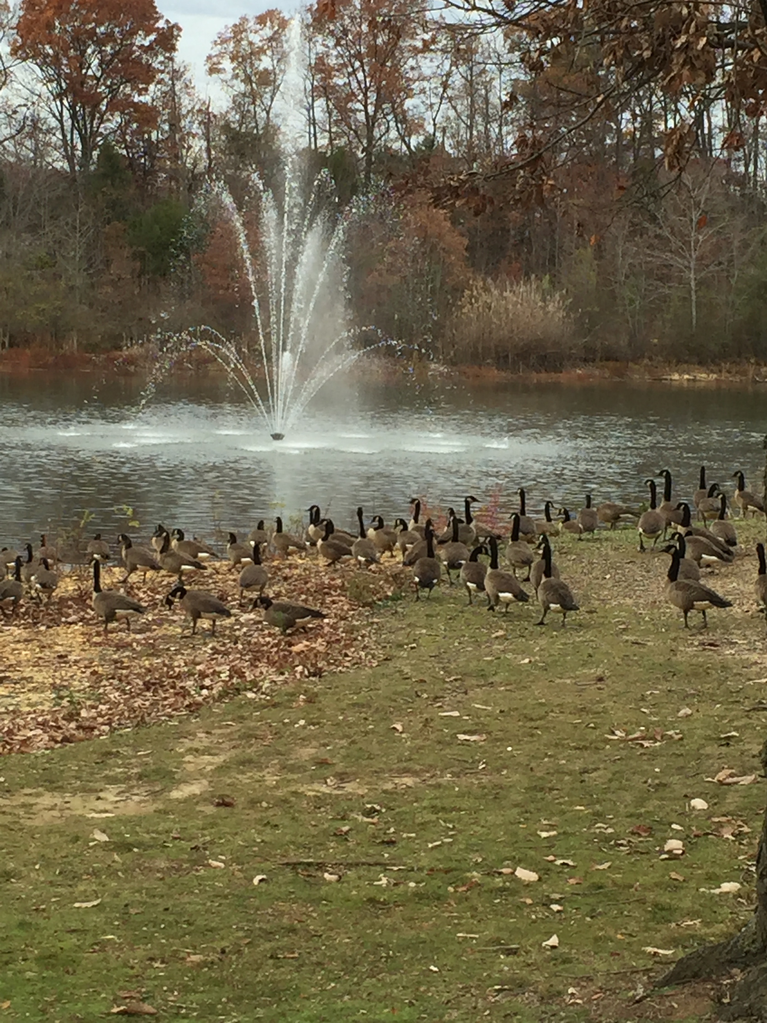 These birds were on their own mission, apparently.